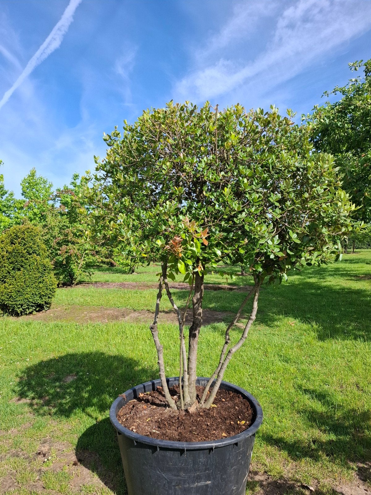 steeneik, Jardin & Terrasse, Enlèvement