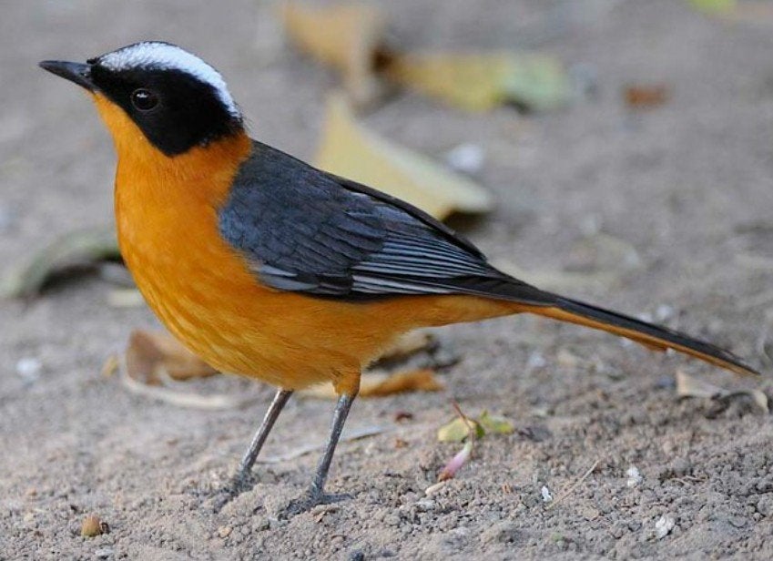 Gezocht, Dieren en Toebehoren, Vogels | Overige Vogels