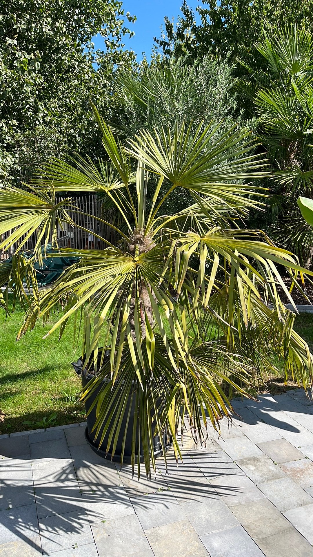 Palmier, Jardin & Terrasse, Enlèvement, Palmier