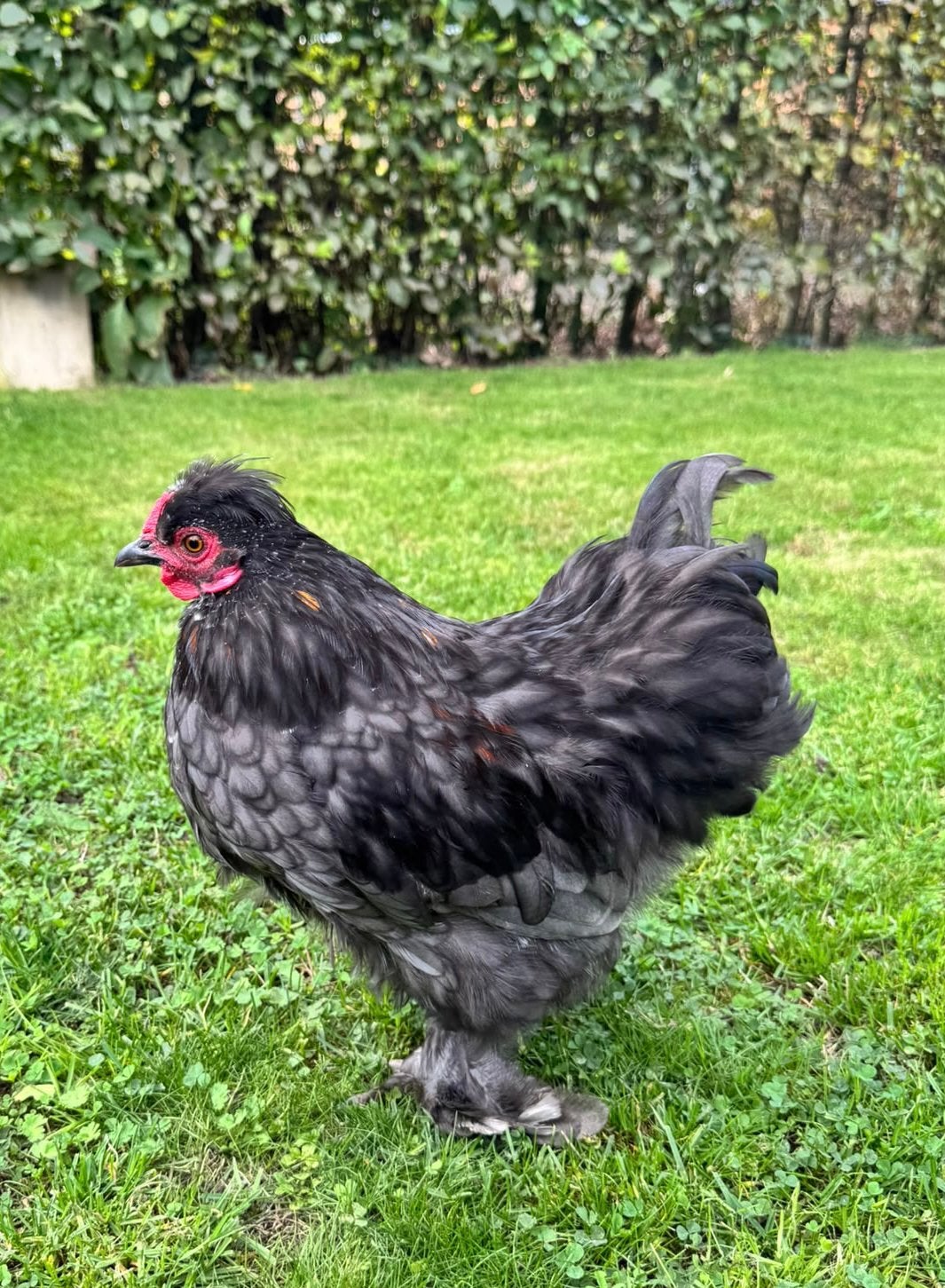 Rustige jonge haantjes, Dieren en Toebehoren, Mannelijk, Kip