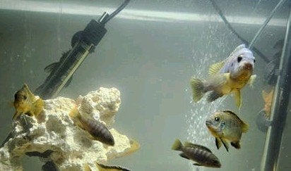 Cichliden op een keer., Vis, Zoetwatervis