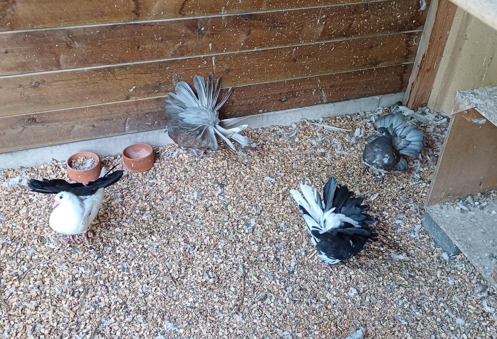 Pauwstaart Amerikaanse, Dieren en Toebehoren, Vogels | Duiven, Geslacht onbekend, Overige soorten