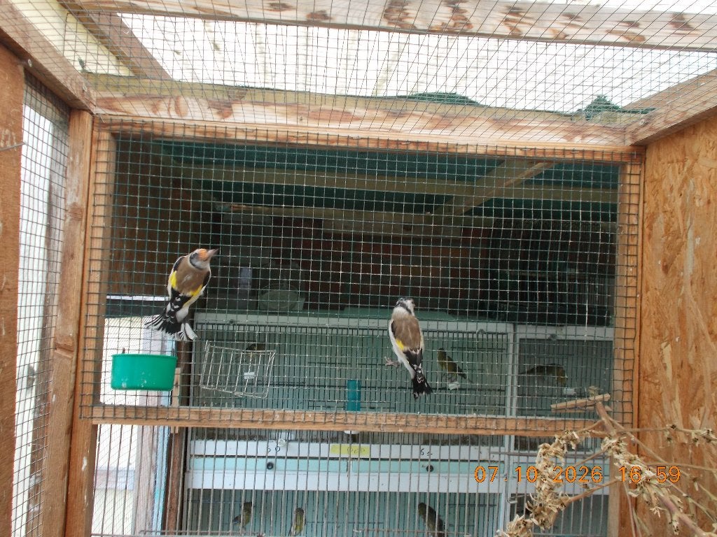putter wildkleur, Dieren en Toebehoren