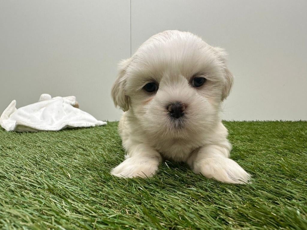 Nestje Lhasa Apso pups, Parvo, België, Overige rassen, 8 tot 15 weken