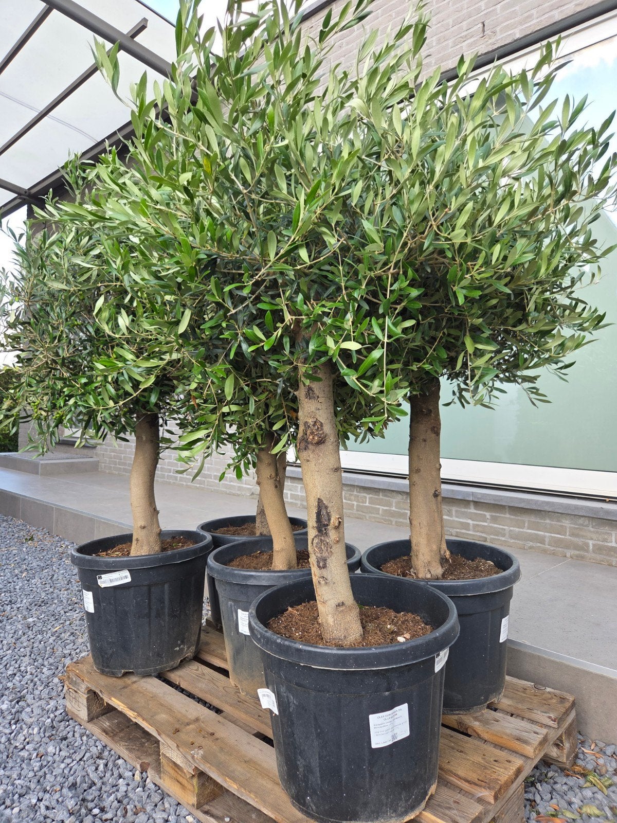 Terrasolijfboom Olea Europaea - Nieuwe aanvoer, Tuin en Terras, Planten | Bomen, Ophalen