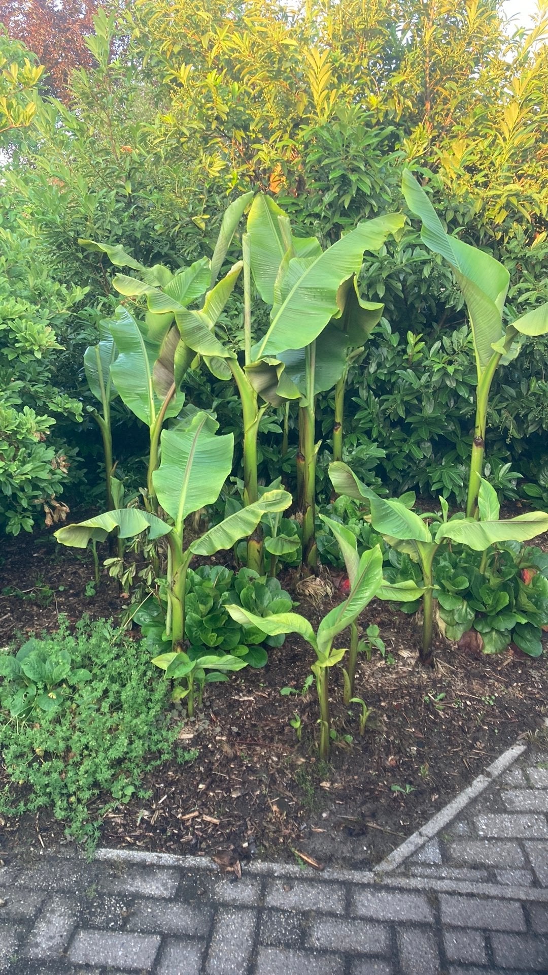 Bananen boom ., Ophalen, Overige soorten