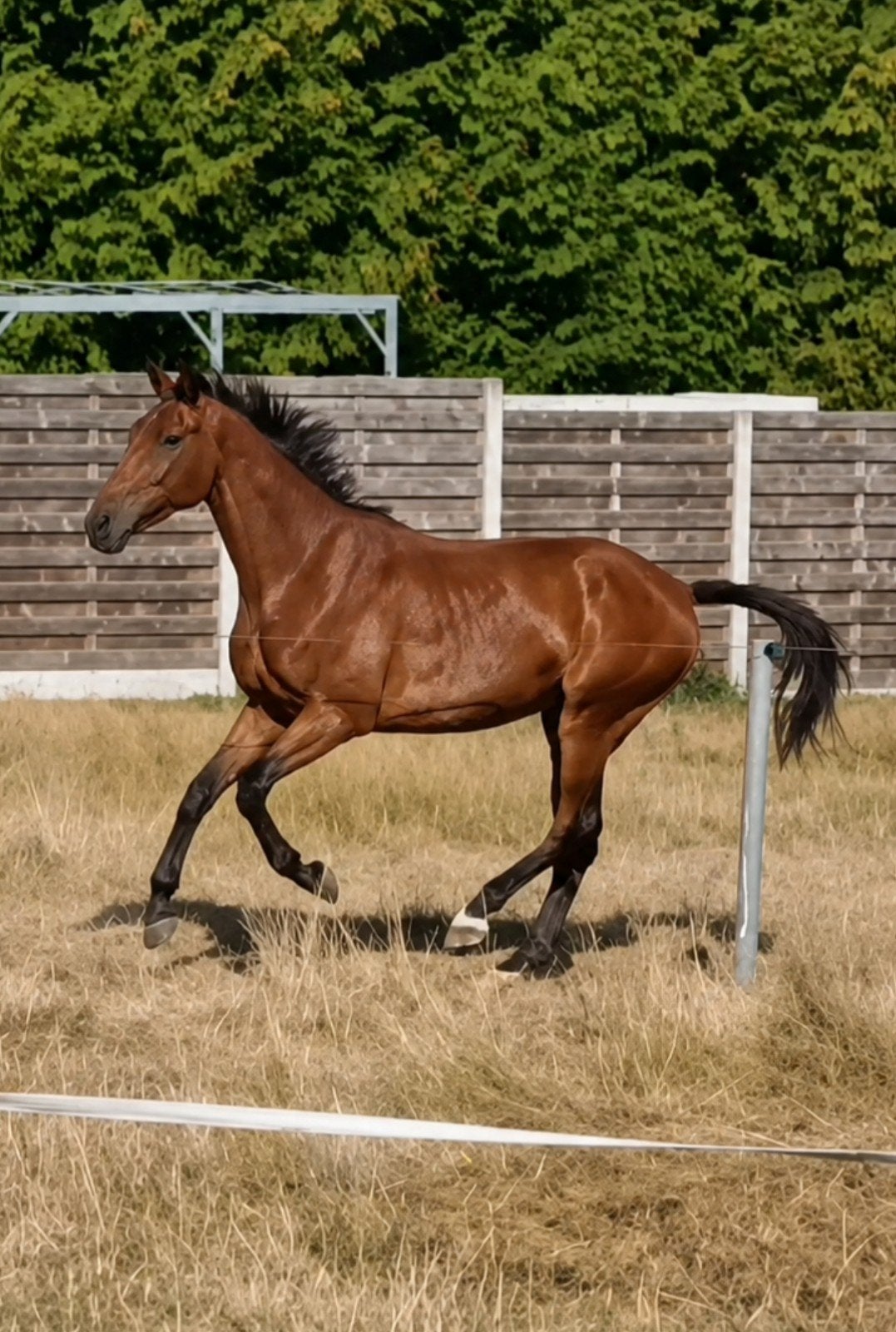 3 jarige Belgische warmbloed, Animaux & Accessoires, Chevaux, Cheval de dressage, L, 160 à 165 cm, 3 à 6 ans