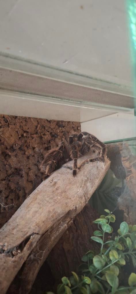 Parahybana met terrarium, Met terrarium