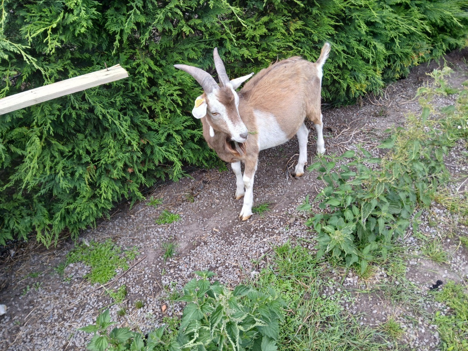 Bok, Dieren en Toebehoren