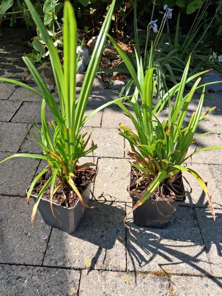 Carex pendula, carex suspendu, 20 pièces, Enlèvement