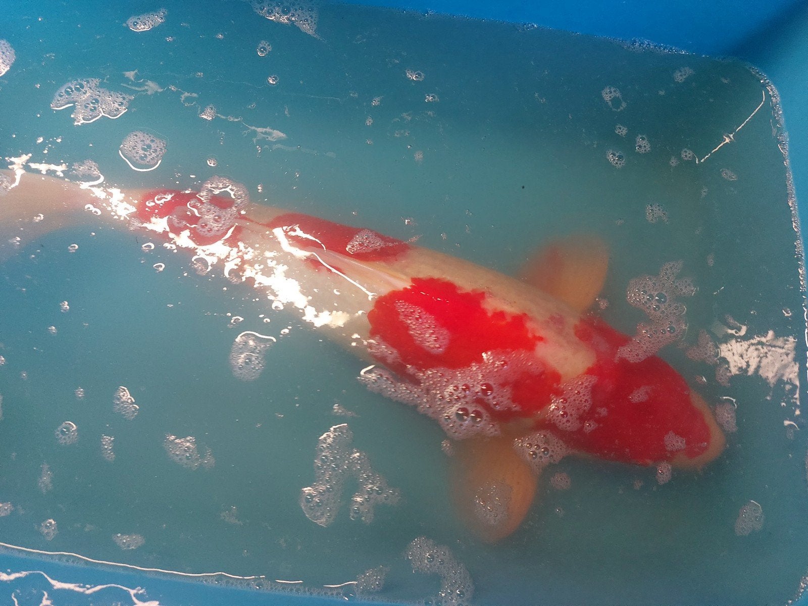 Japanse koi Kohaku, Dieren en Toebehoren