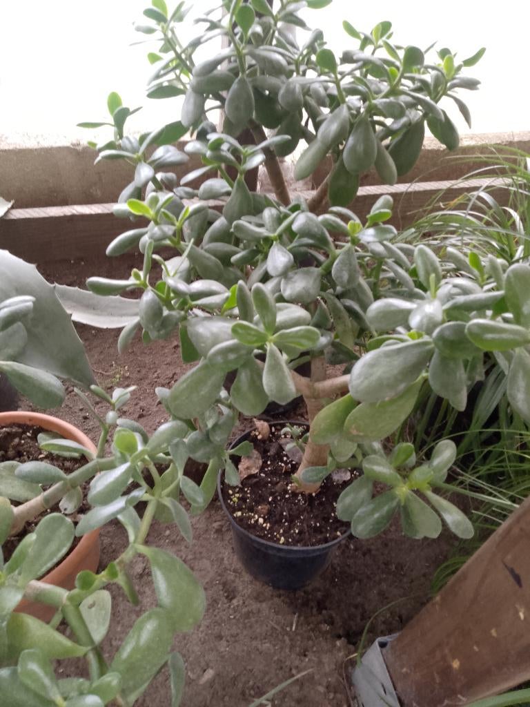 jadeboom - Crassula Ovata, Ophalen