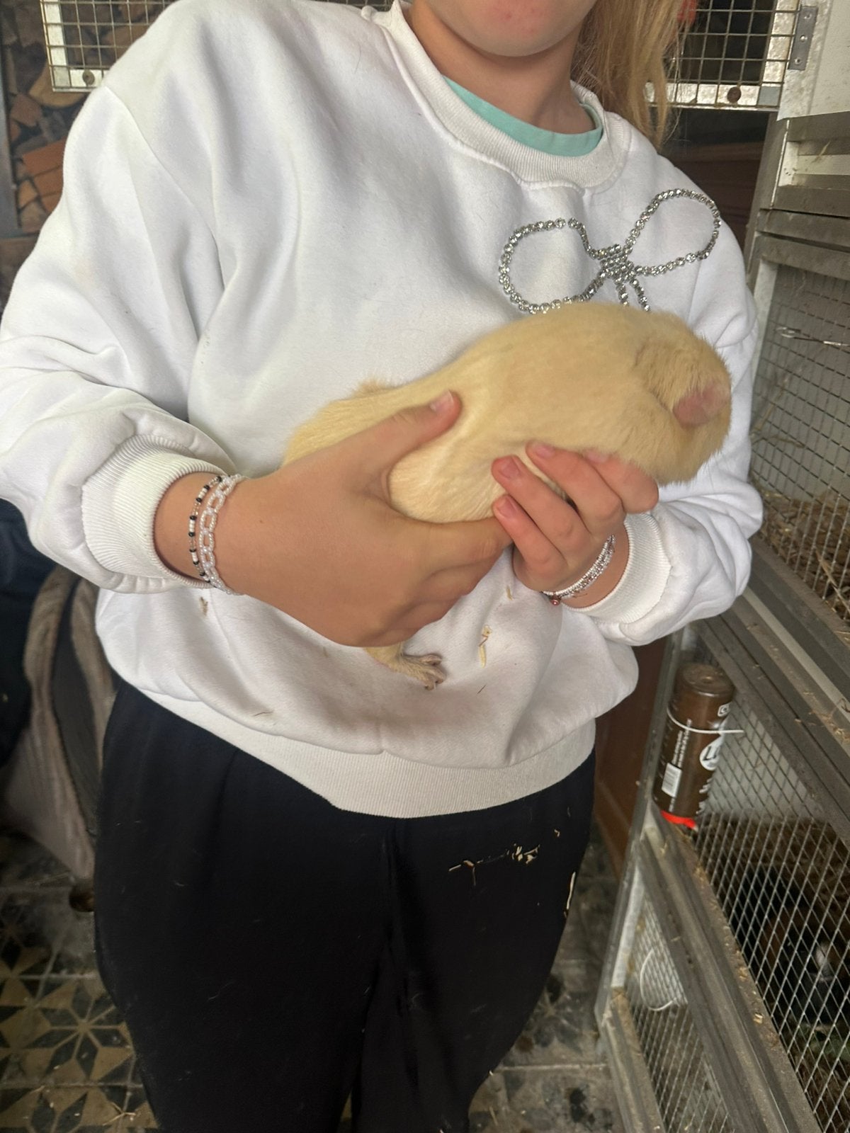Cavia beer, Animaux & Accessoires, Novembre, Mâle, Cobaye