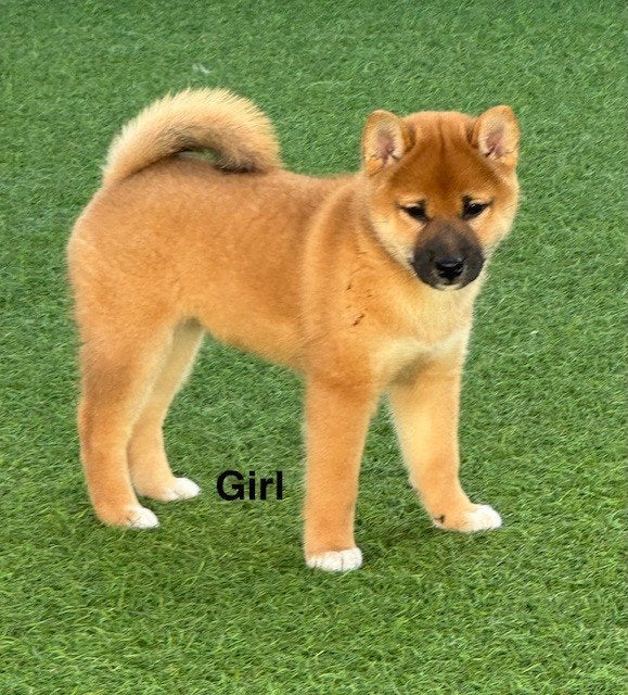 Shiba  Inu  1 teefje en 1 reutje, Dieren en Toebehoren, Honden | Poolhonden, Keeshonden en Oertypen, Parvo, België, Fokker | Hobbymatig