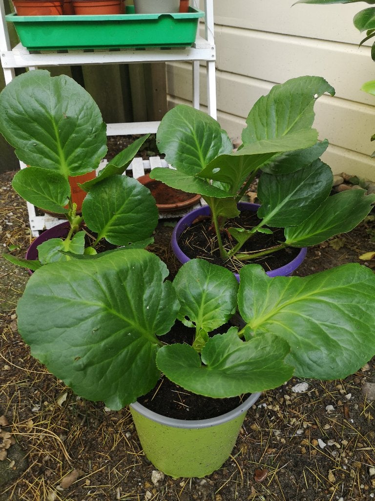 Schoenlappersplant (Bergenia cordifolia), Jardin & Terrasse, Plantes | Jardin, Printemps, Couvre-sol, Enlèvement, Plante fixe