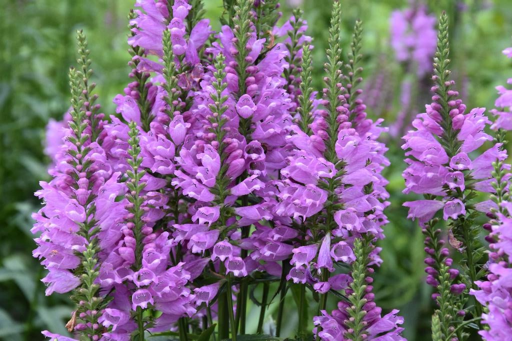 16 x plysostegia virg. vivid lila in liter pot, Tuin en Terras, Planten | Tuinplanten, Ophalen