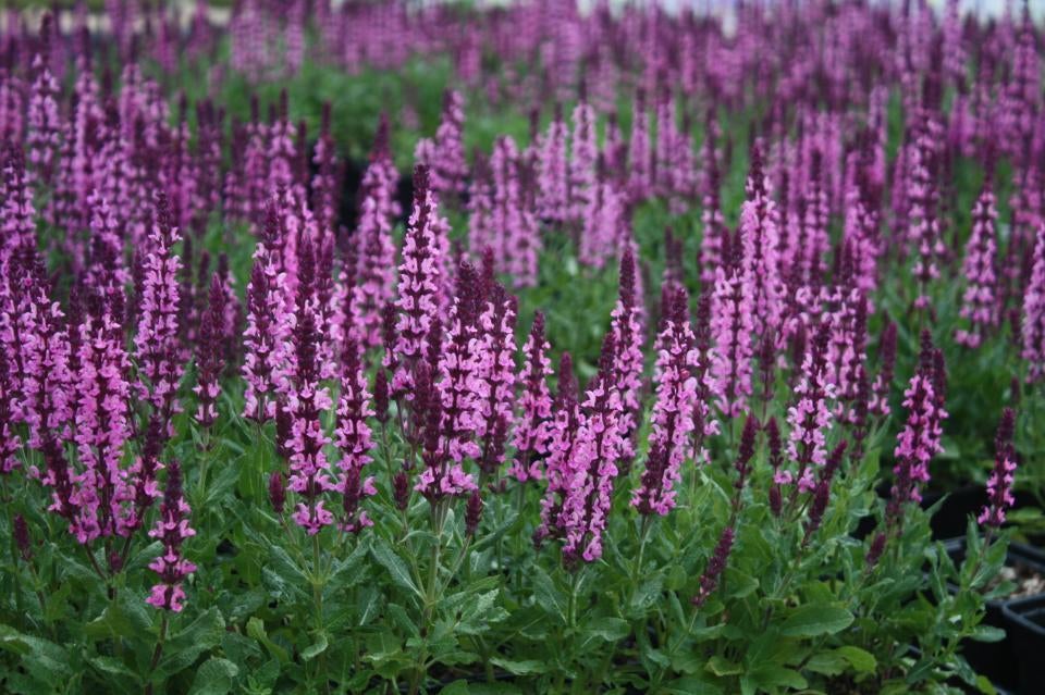 Salvia nemorosa 'New Dimension Rose', Tuin en Terras, Planten | Tuinplanten, Volle zon, Vaste plant, Zomer, Ophalen