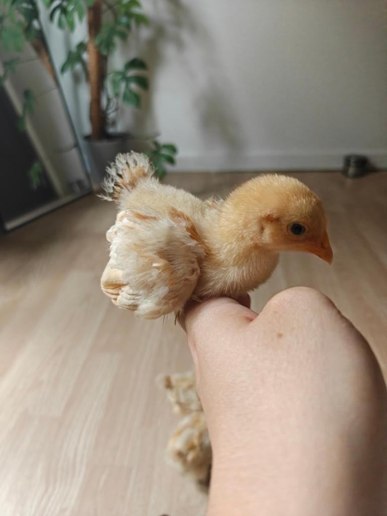 4 Cochin kriel kuikens ( buff), Dieren en Toebehoren, Geslacht onbekend