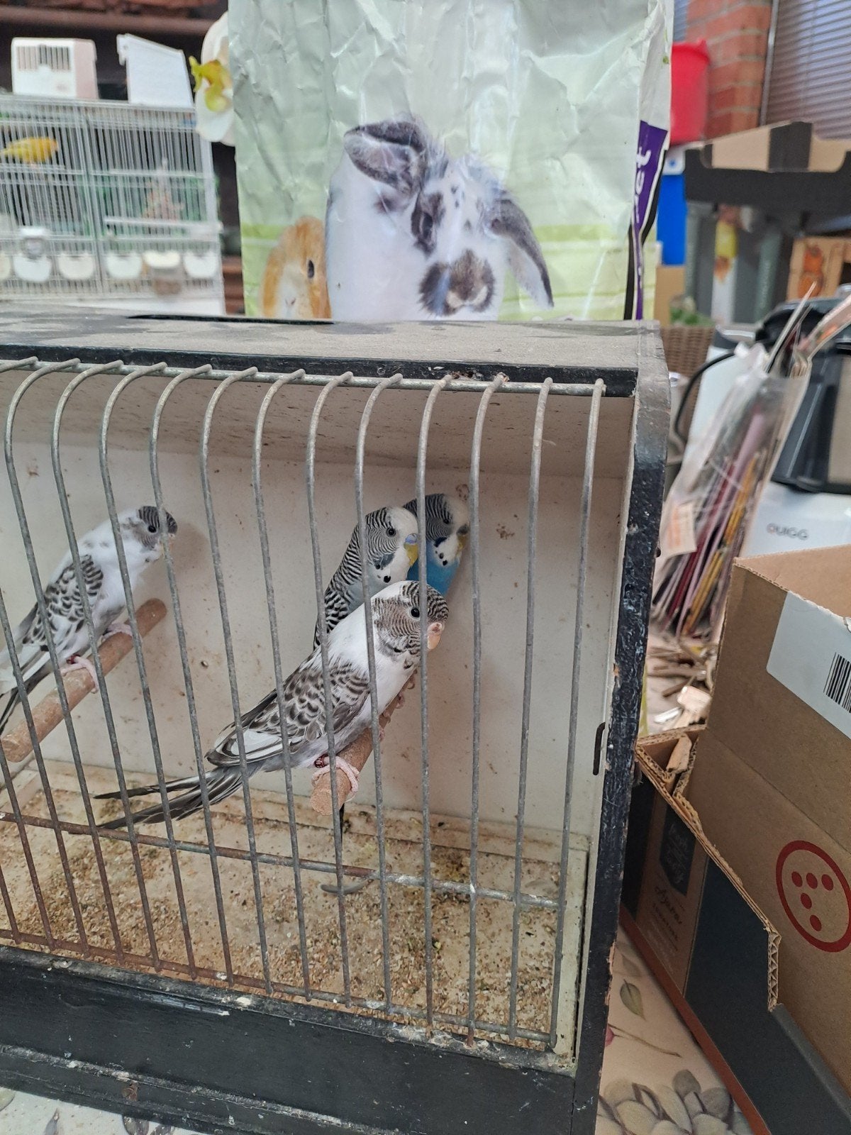 Blackface grasparkieten, Dieren en Toebehoren