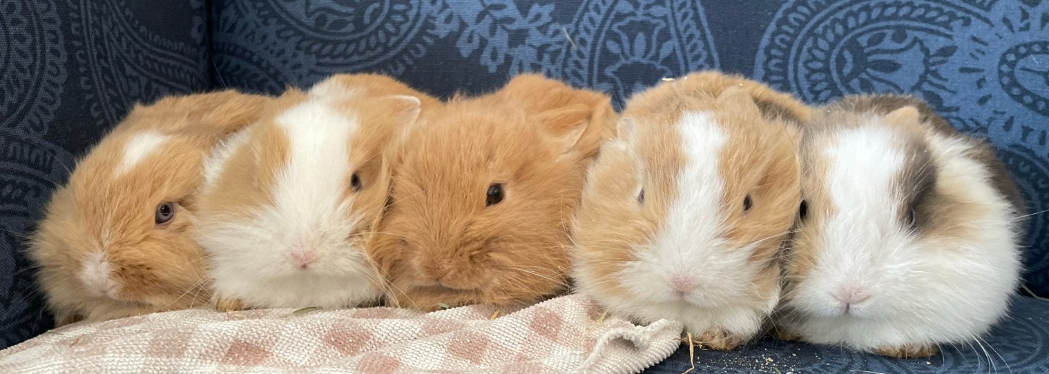 Dwergkonijntjes 5, Dieren en Toebehoren, Meerdere dieren, Dwerg, 0 tot 2 jaar