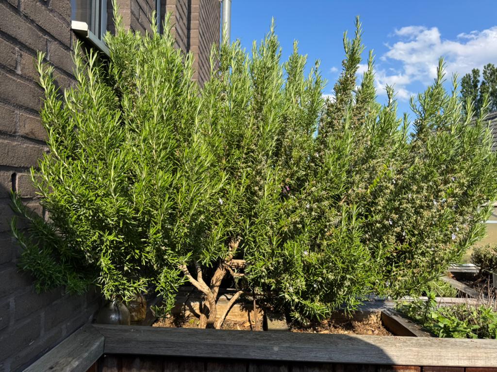 Grote rozemarijn plant, Tuin en Terras, Ophalen