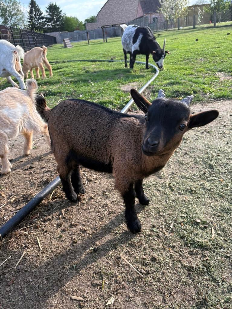Dwergeitje te koop, Dieren en Toebehoren, Schapen, Geiten en Varkens, Meerdere dieren, Geit, 0 tot 2 jaar