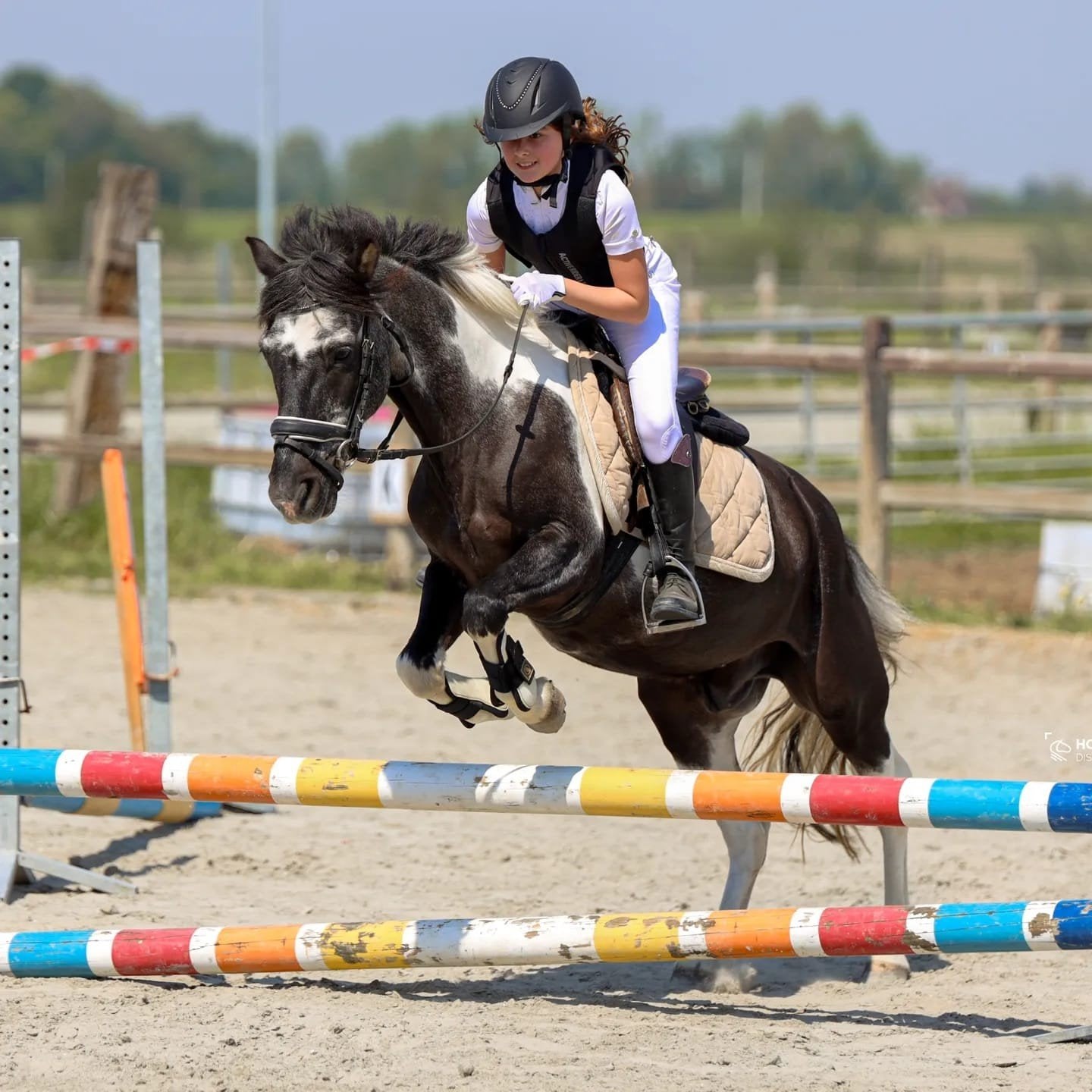 B  pony uit manege, Dieren en Toebehoren, Pony's, Merrie, B, Gechipt