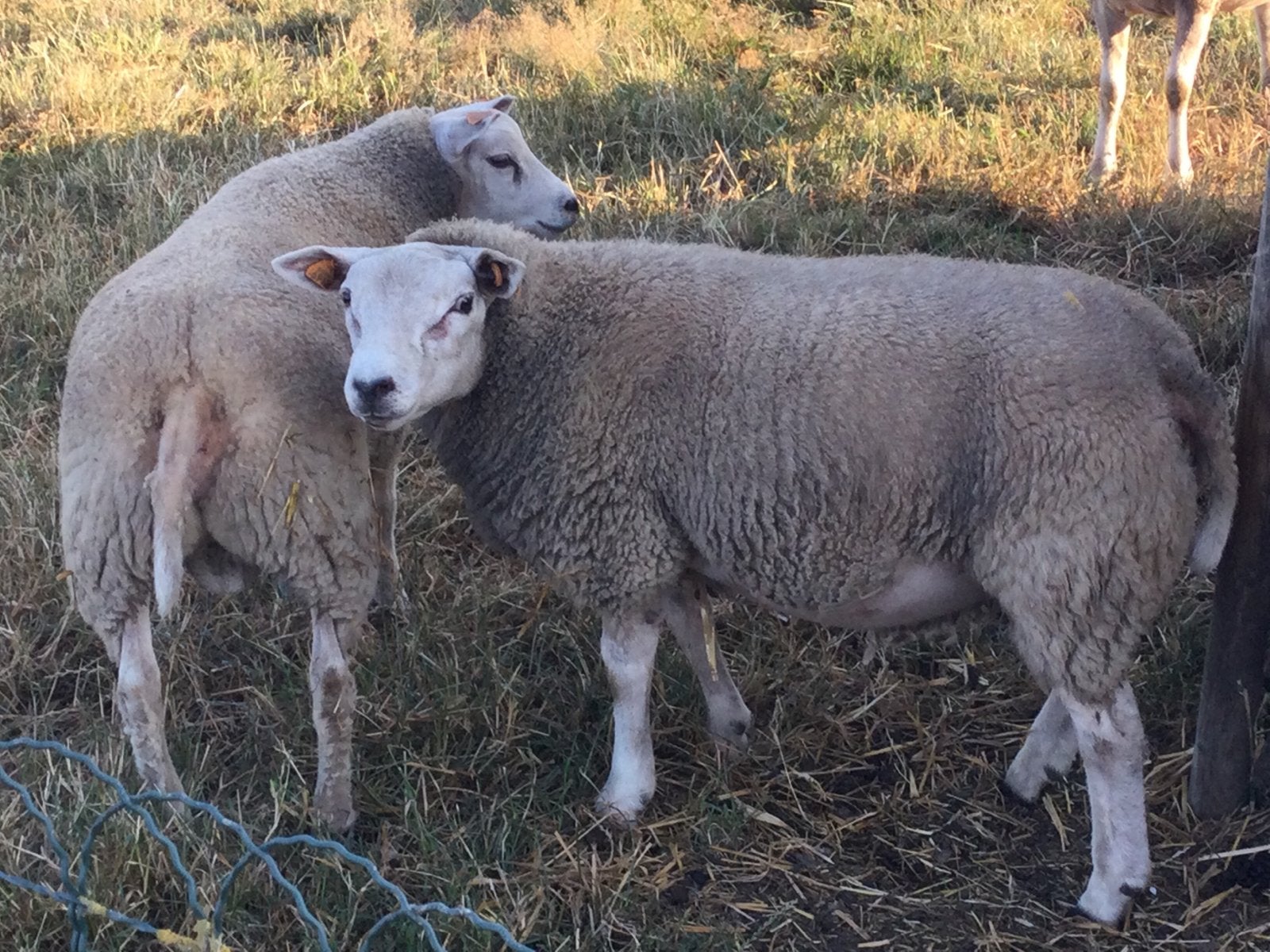 Schaap te koop, Schaap