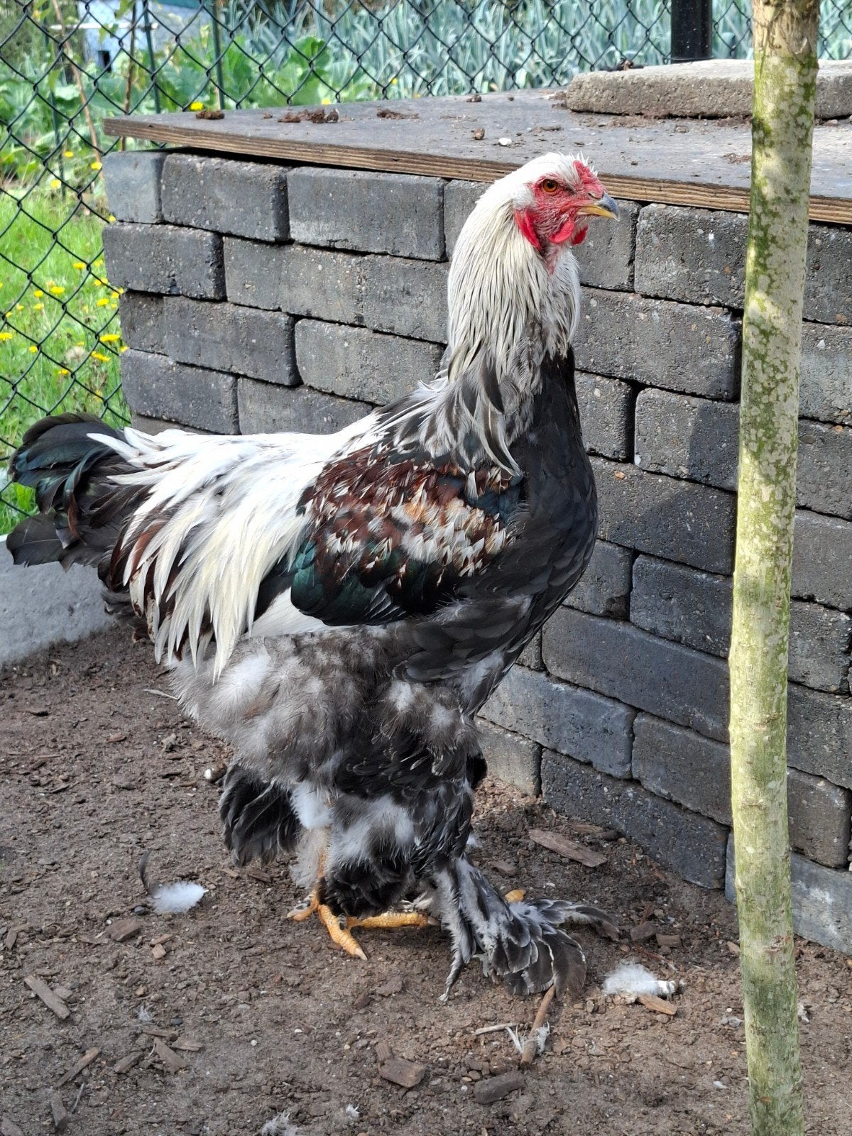 GRATIS Prachtige Brahma haan., Animaux & Accessoires