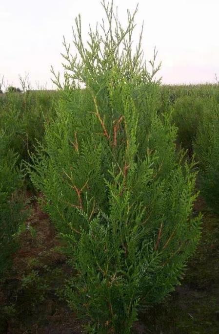 Thuja Plicata ' Atrovirens ' ( levensboom ), Jardin & Terrasse, Plantes | Arbustes & Haies, Enlèvement, Conifère, Haie