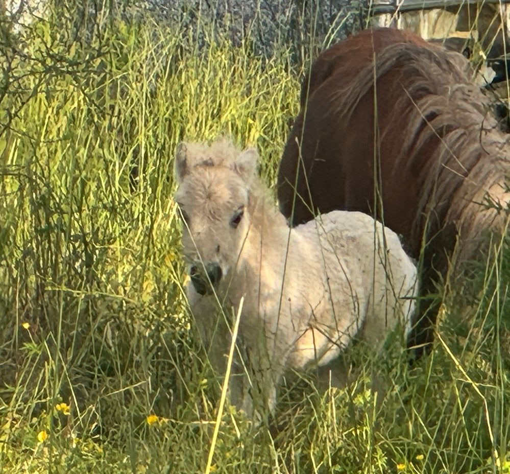 Prachtig Shetland hengste veulen met stamboek, Animaux & Accessoires, Poneys, Poney de récréation, Avec pedigree, Étalon, 0 à 2 ans