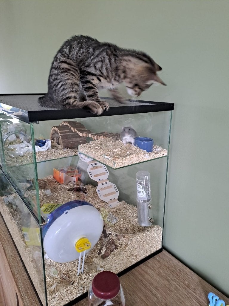 Terrarium / hamsterkooi, Animaux & Accessoires, Autres accessoires pour animaux, Enlèvement, Utilisé