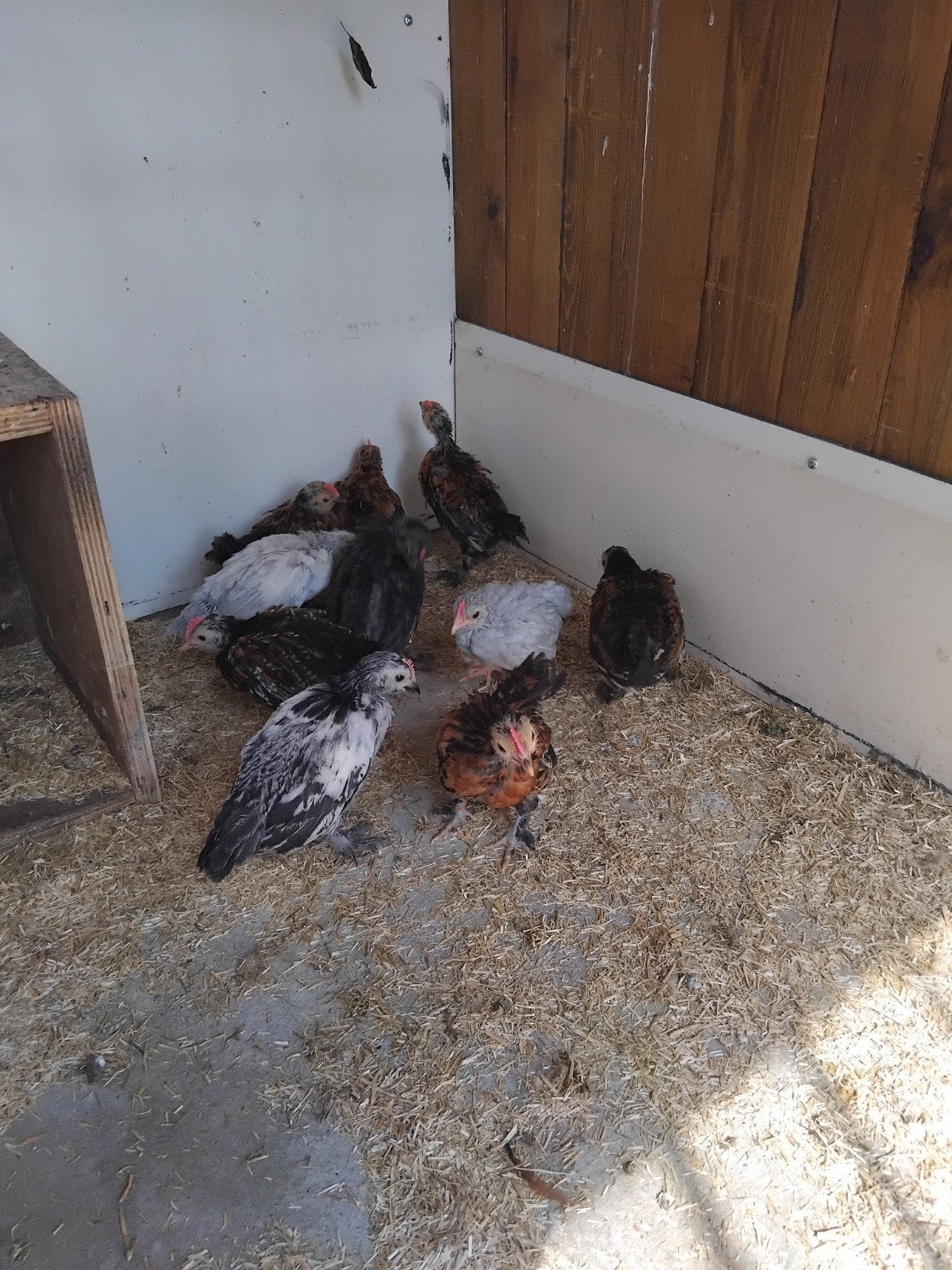 Poulets à vendre, Animaux & Accessoires