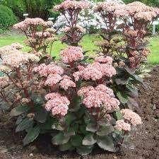 Sedum Matrona, Tuin en Terras, Ophalen, Halfschaduw