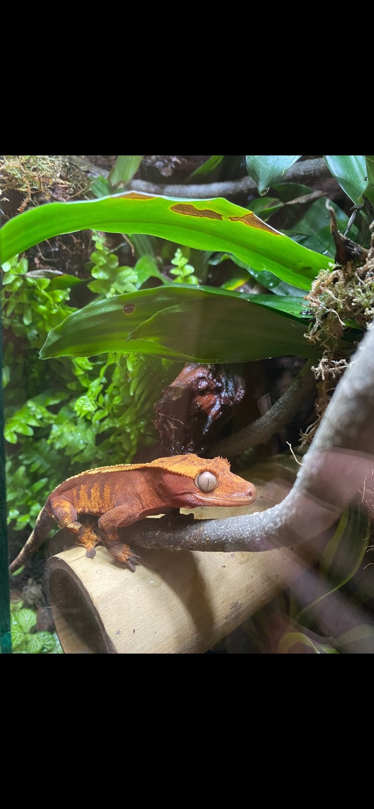 Gratis   !ZIE OMSCHRIJVING!, Animaux & Accessoires, Reptiles & Amphibiens