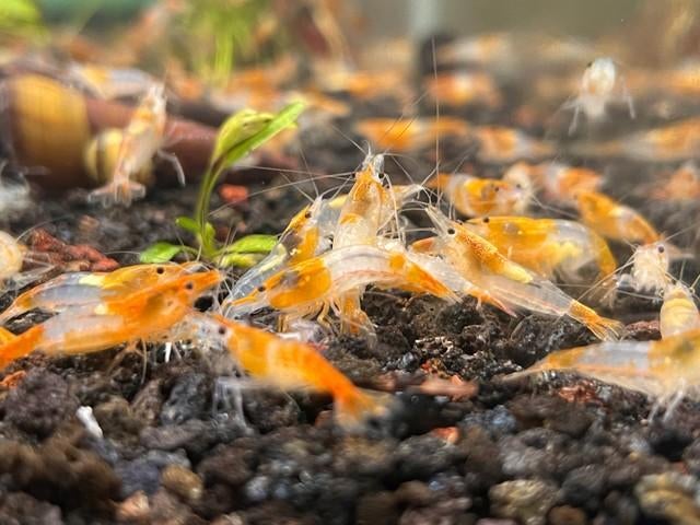 Orange Rilli Neocaridina Garnaal, Dieren en Toebehoren, Kreeft, Krab of Garnaal, Zoetwatervis