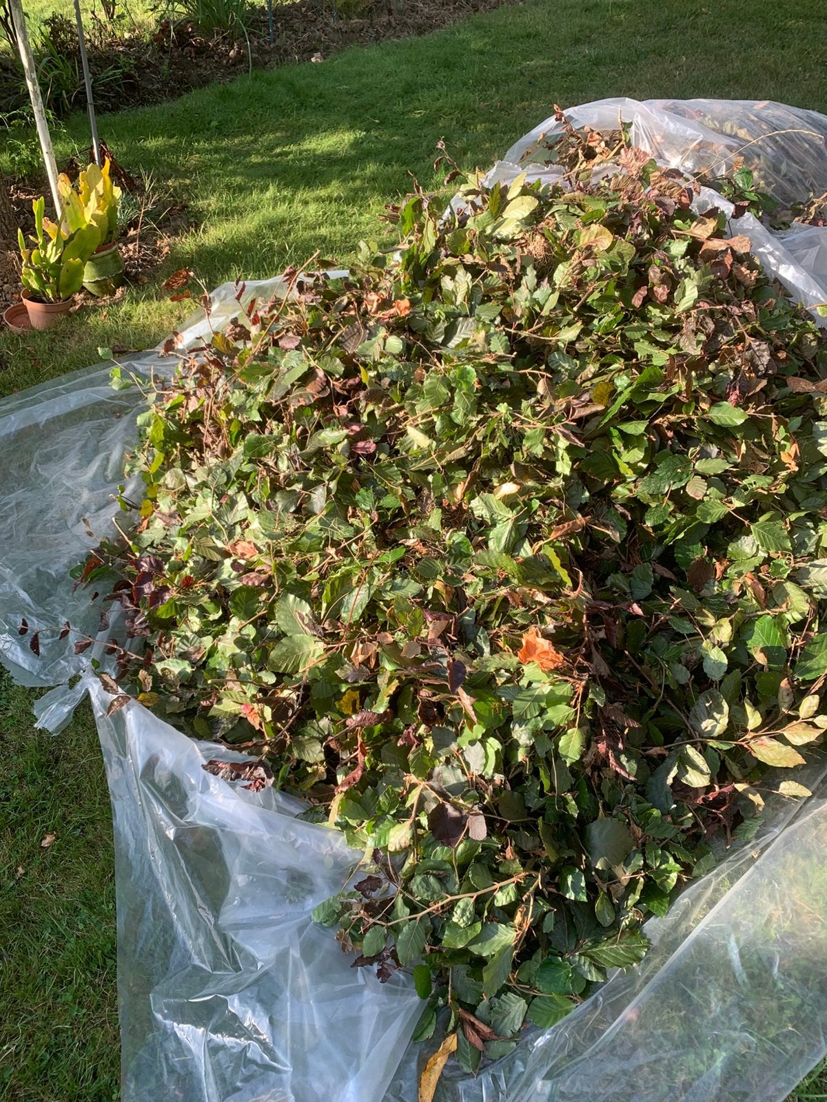 coupes de hêtre pourpre pour haie sèche, compost, paillage.., Jardin & Terrasse, Enlèvement, Utilisé