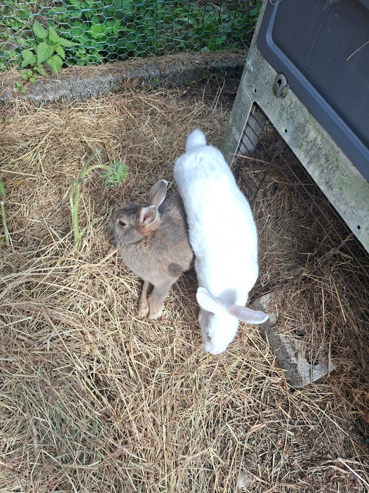 konijnen en cavia’s, Dieren en Toebehoren, Maart, Meerdere dieren, Cavia