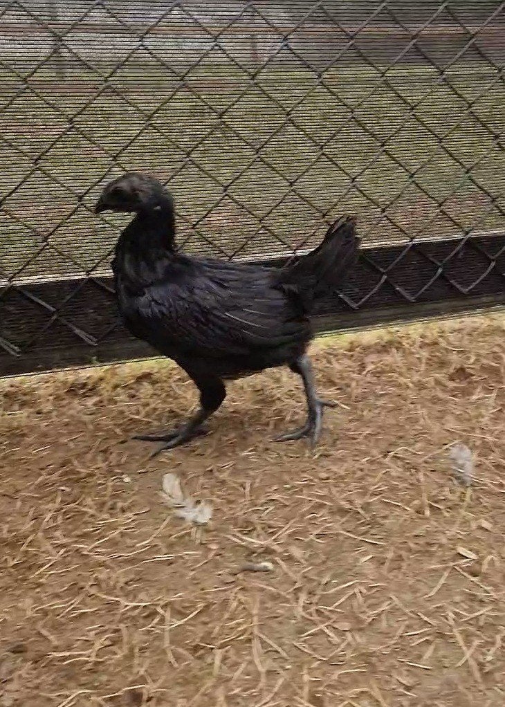Ayam Cemani hen