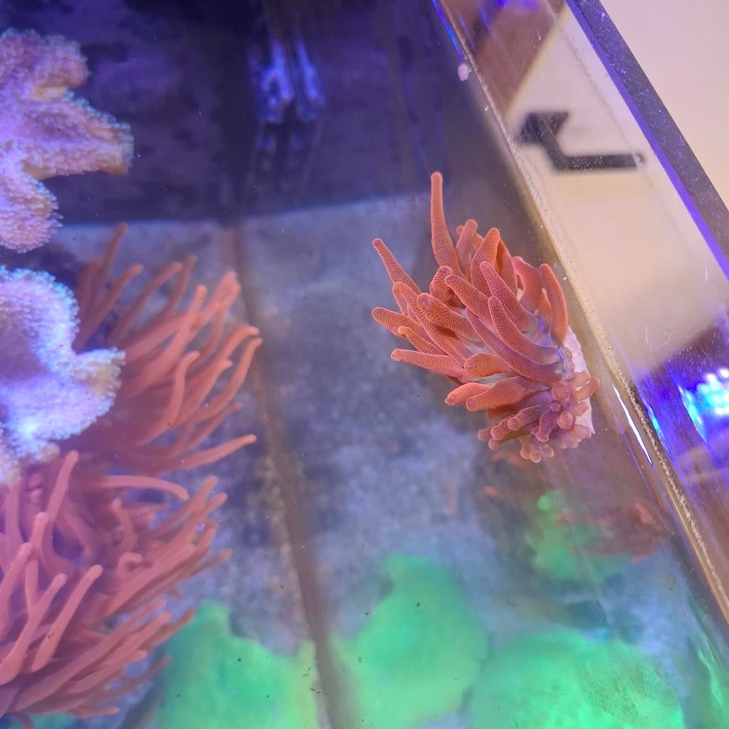 Tepelanemonen te koop en groene sinularia Dura stekken, Dieren en Toebehoren
