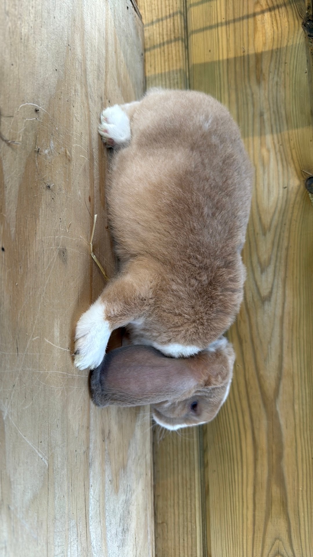 Rex widder ram, Dieren en Toebehoren, Konijnen, Mannelijk, Dwerg, Hangoor, 0 tot 2 jaar