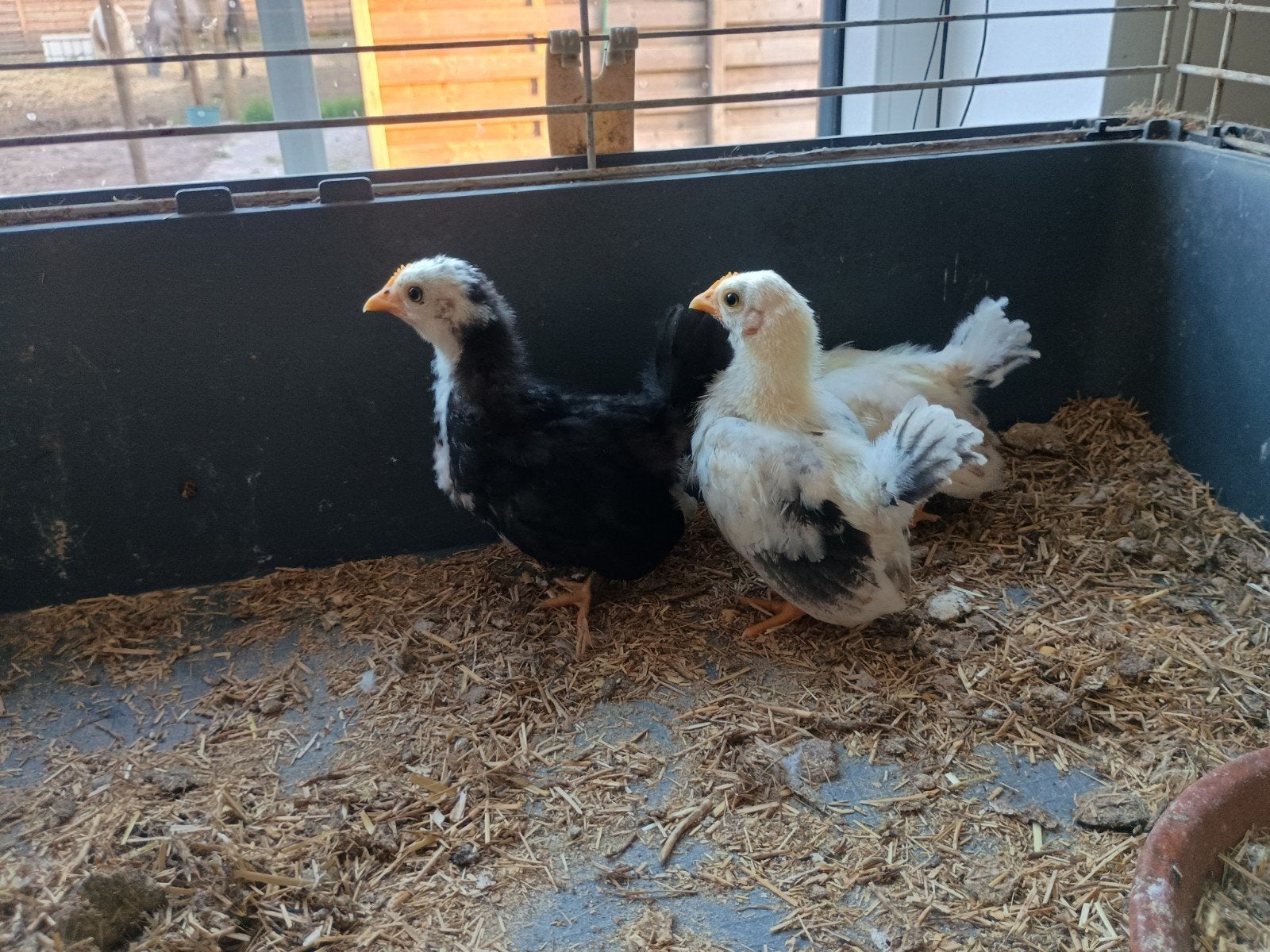 Chabo kuikentjes, Dieren en Toebehoren, Pluimvee, Geslacht onbekend
