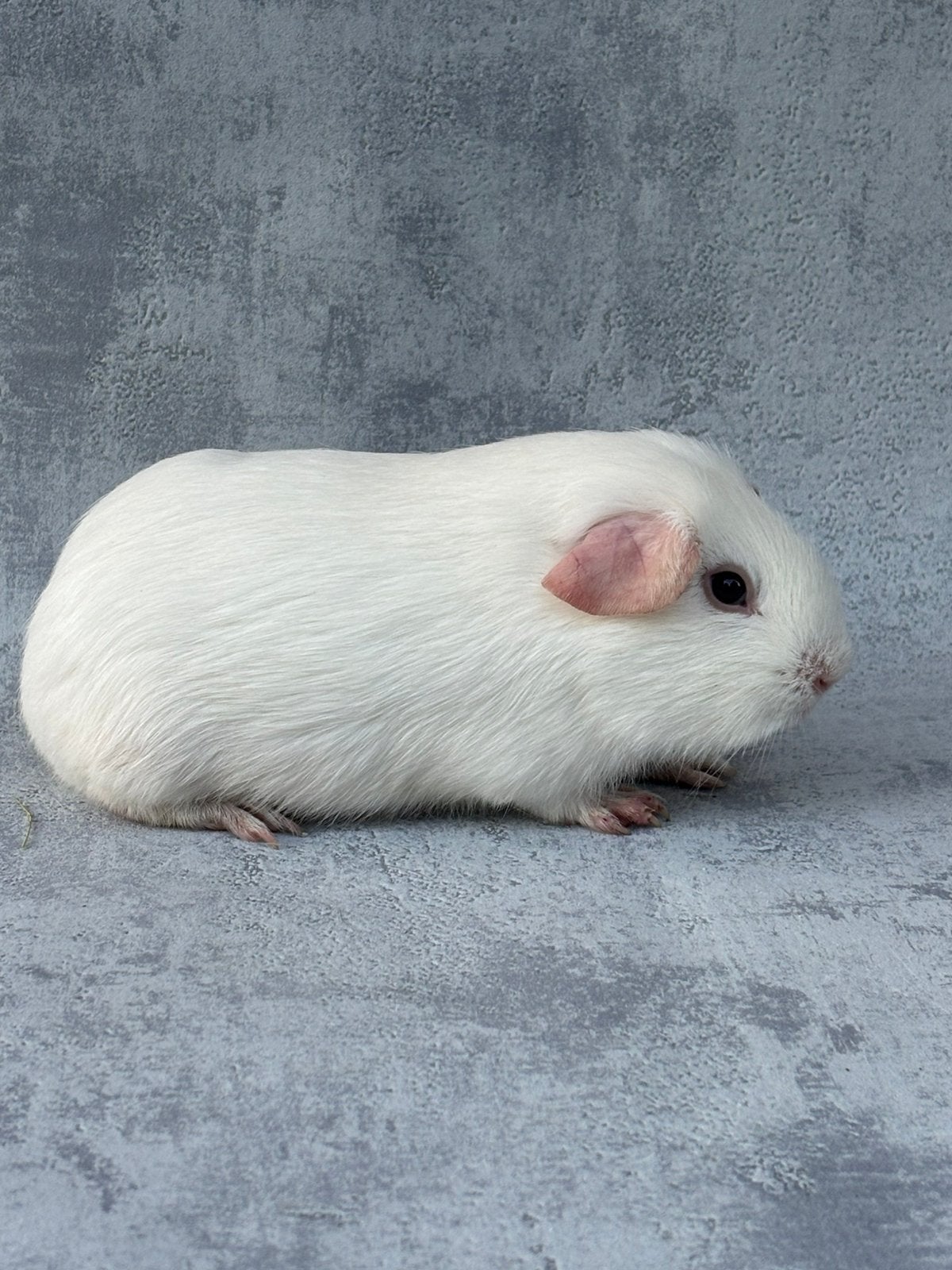 Cavia wit donkeroog mannelijk, Avril, Mâle, Cobaye