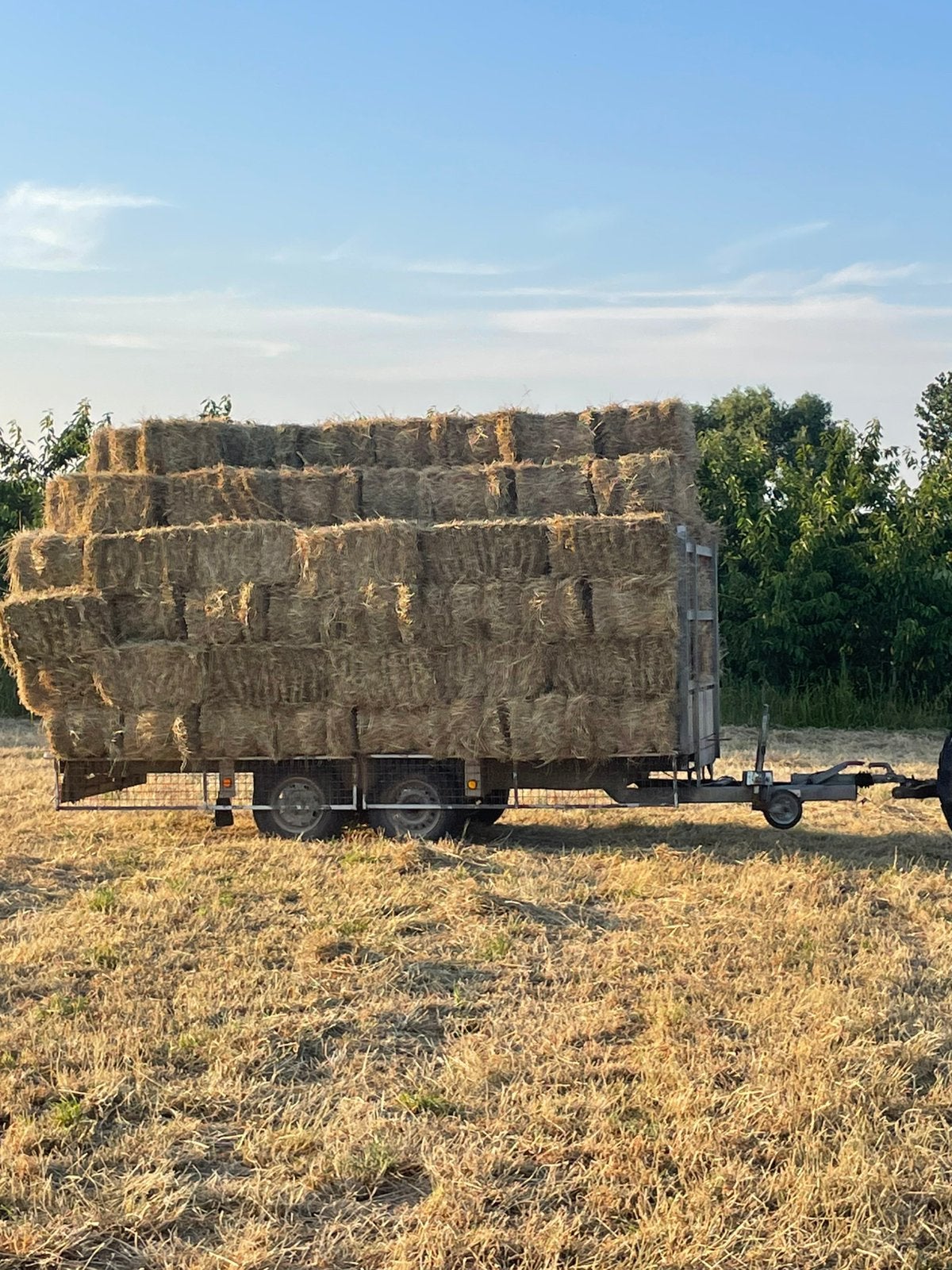 Kleine botten hooi, Zakelijke goederen, Landbouw | Veevoer, Ophalen