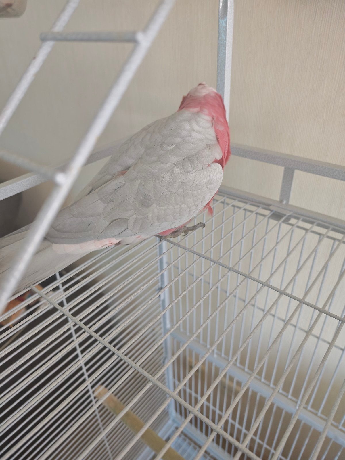 Te koop: Prachtige Galah kaketoe inclusief grote vogelkooi, Mâle, Perroquet, Parleur