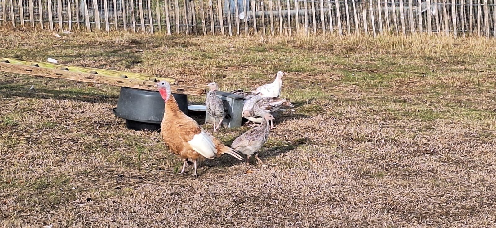 ronquières kalkoenen, Meerdere dieren