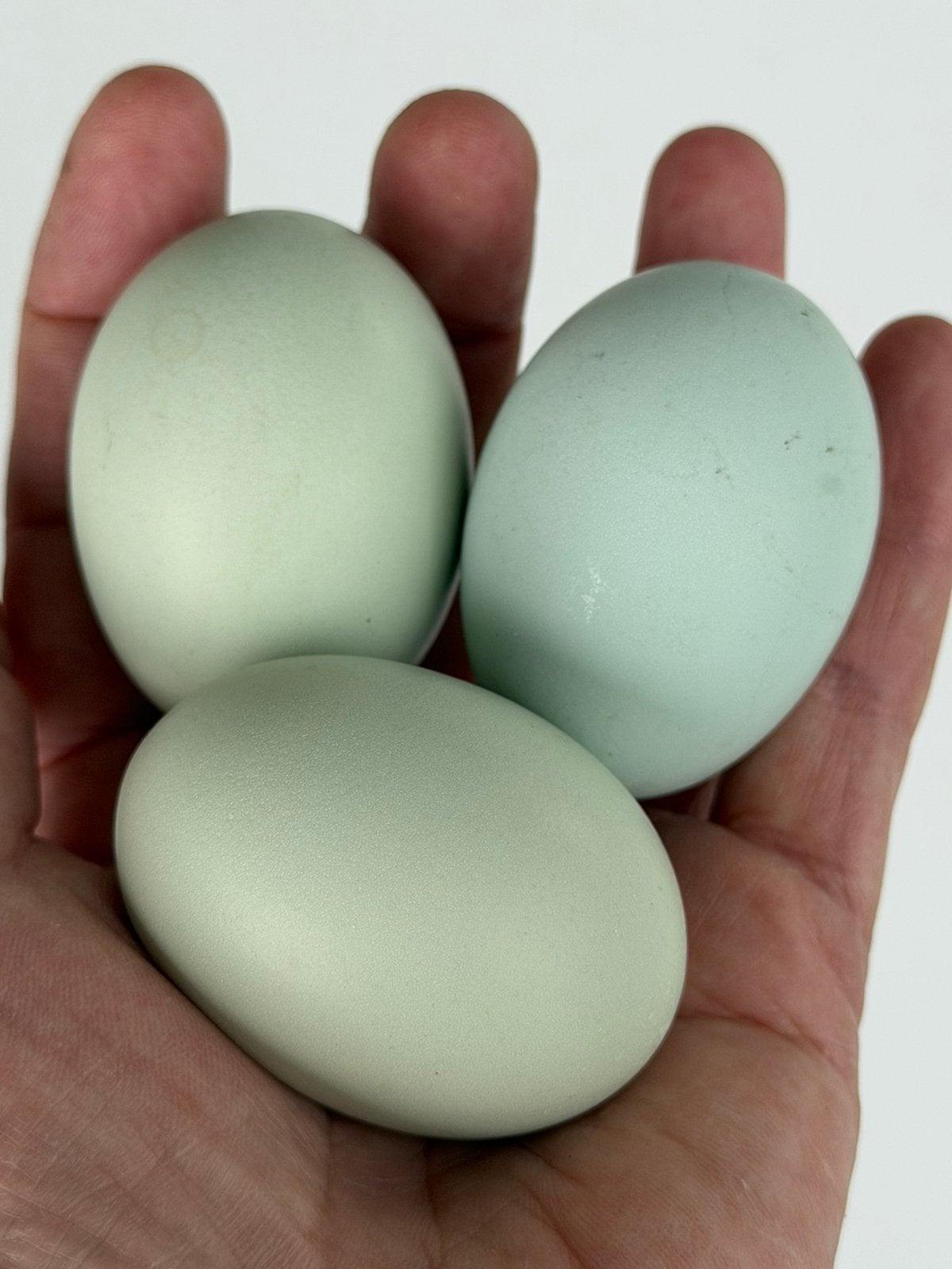 Bolstaart araucana