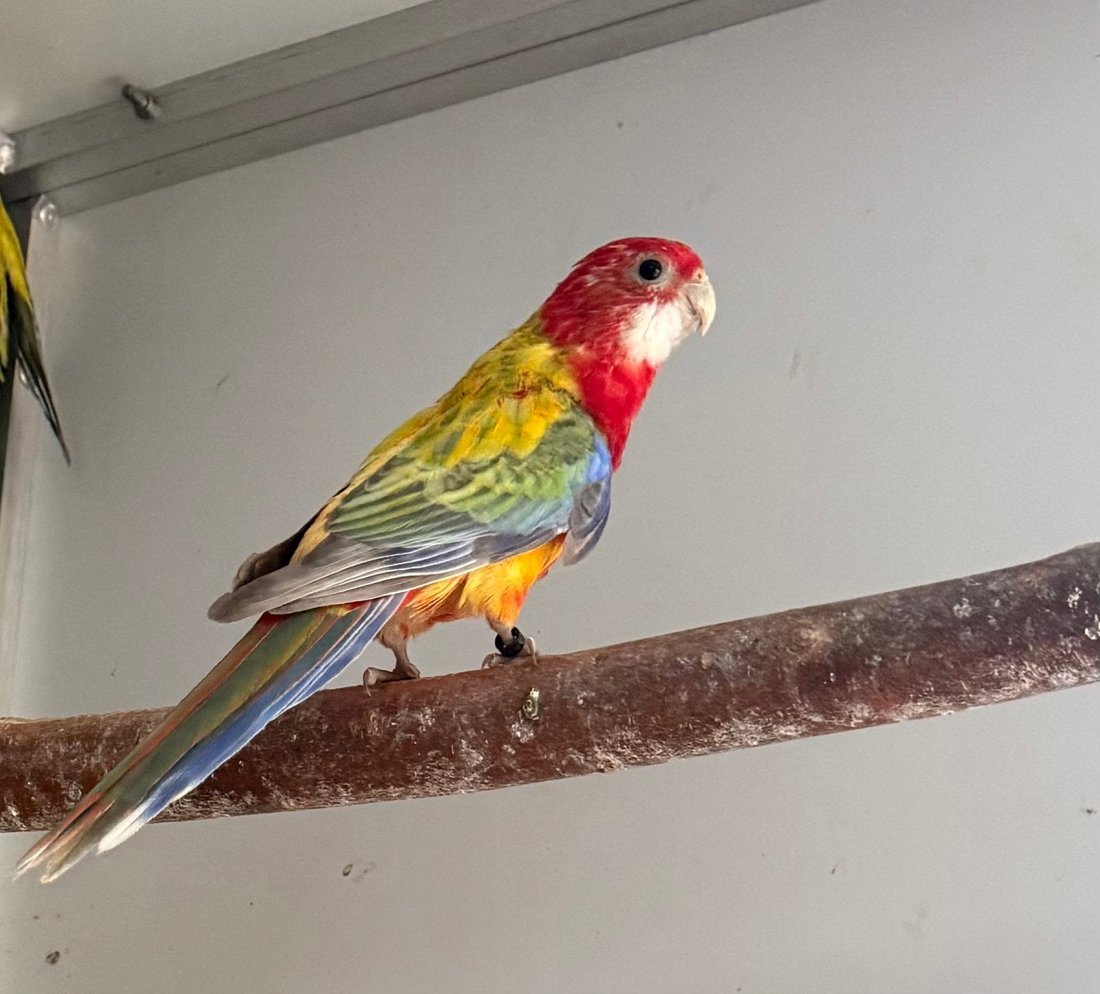 Rosella parkieten, Animaux & Accessoires, Oiseaux | Perruches & Perroquets, Plusieurs animaux, Perruche, Bagué