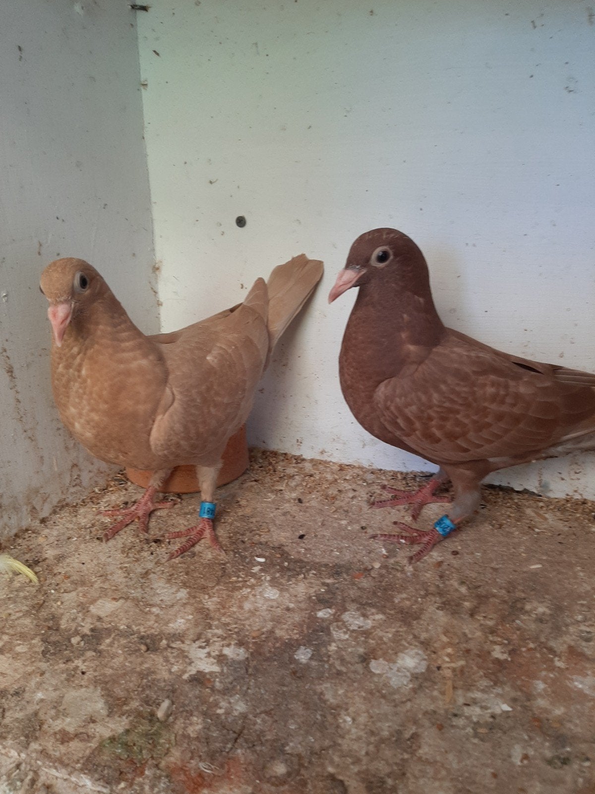 Jonge meulemans duiven, Sexe inconnu, Pigeon voyageur