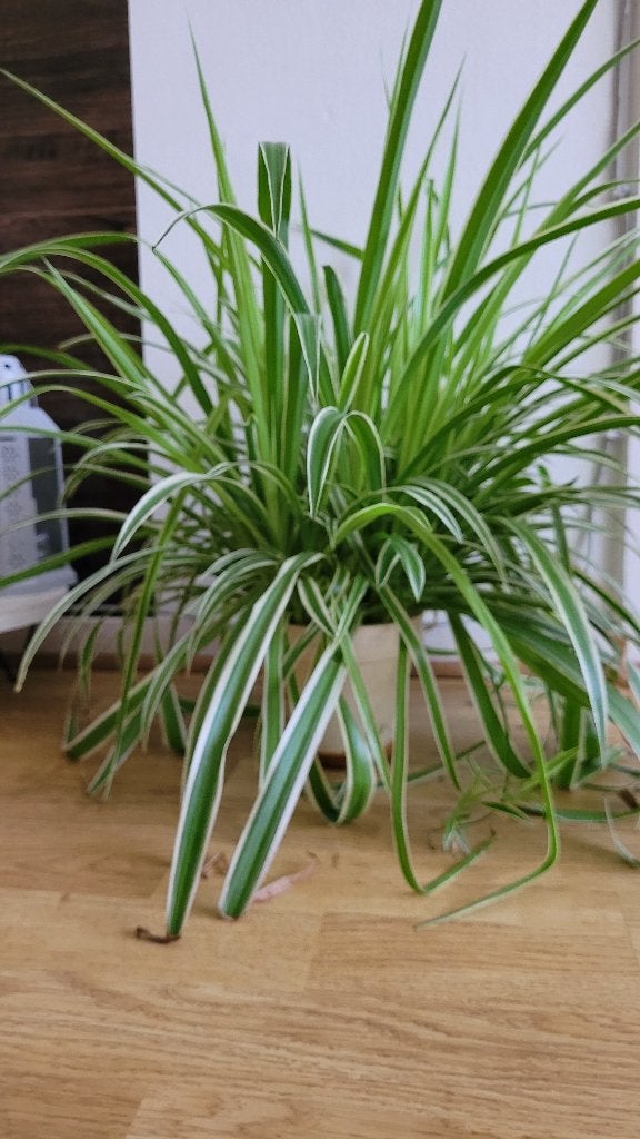 Spider Plant (spinnenplant), Maison & Meubles, Plantes d'intérieur, Autres espèces, En pot, Moins de 100 cm, Enlèvement